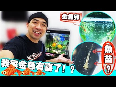 金魚懷孕怎麼看|金魚繁殖期：產卵注意事項 – 寵物百科